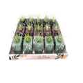 Tillandsia Harmony Planter (Box of 15)